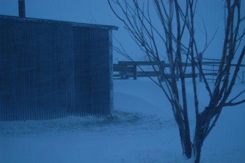 nice drift growing by the barn