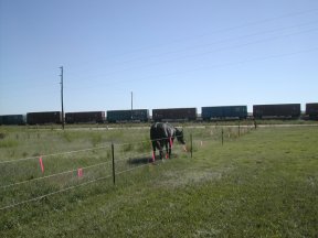 Bacardi in his pasture