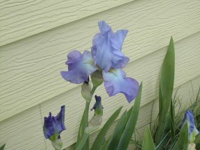 iris?