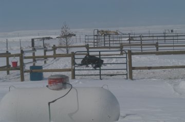 snow roll